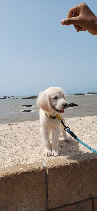 Golden retriever