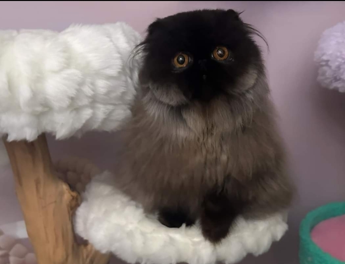 Chat persan