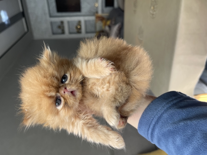 Chat persan