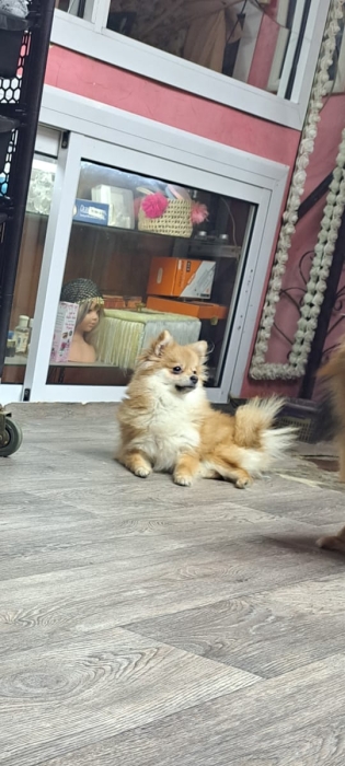 Spitz