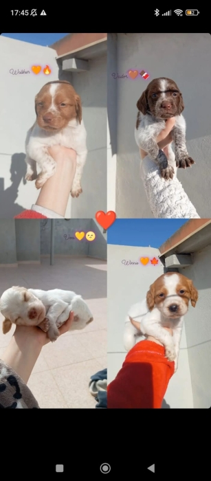 Chien