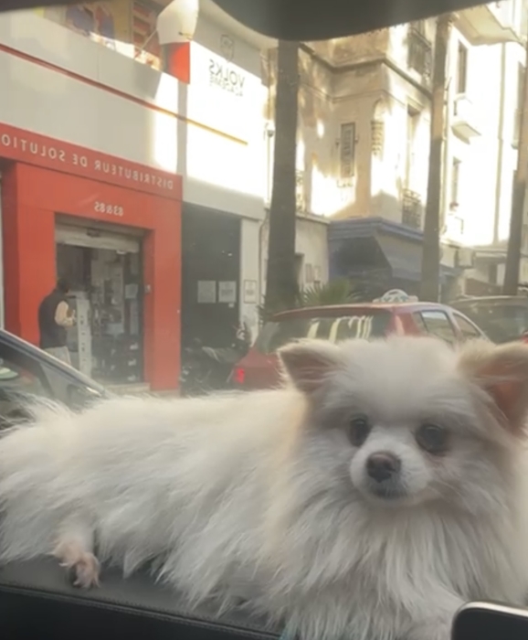 Spitz Pomeranian