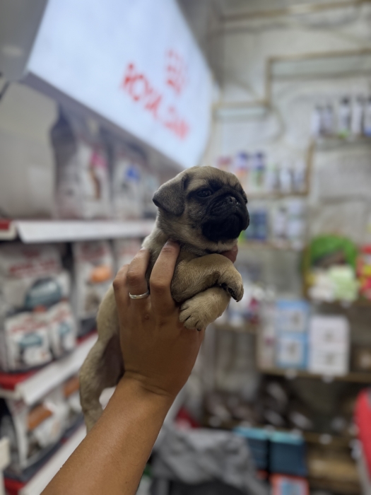 Chiot carlin