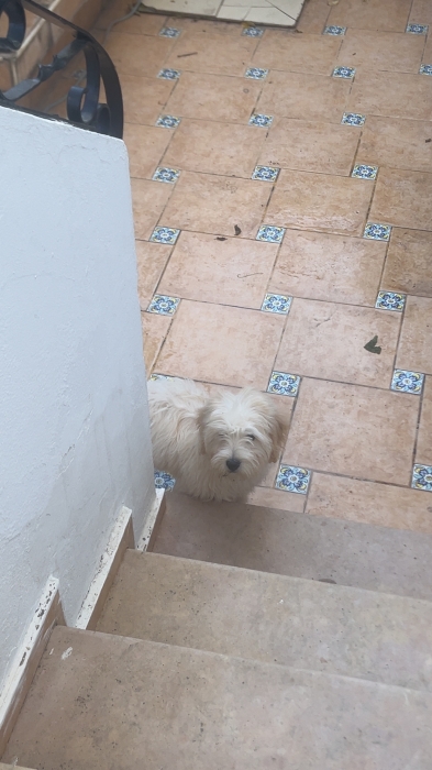 Caniche
