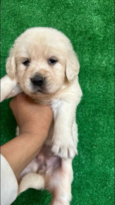 Chiot Golden Retriever