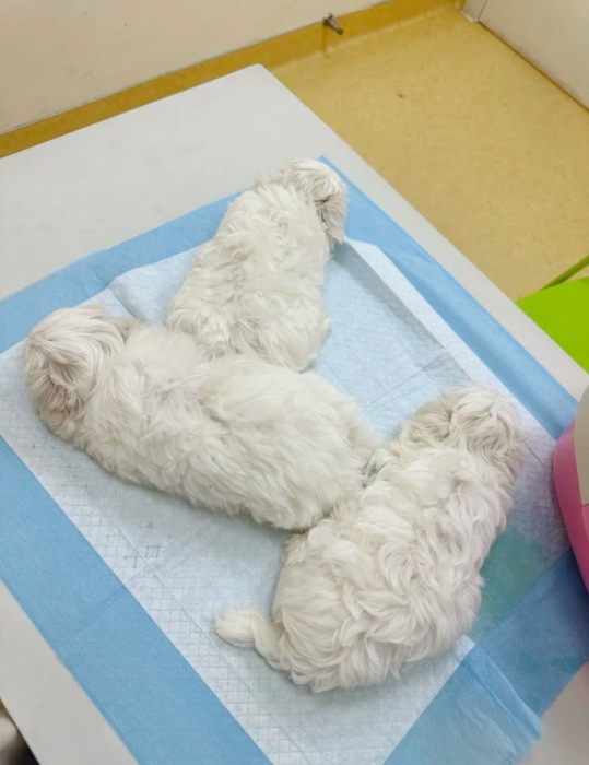 Puppy toy