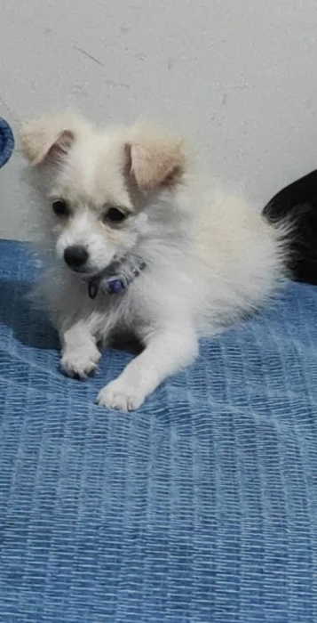 Spitz 3 mois et demi