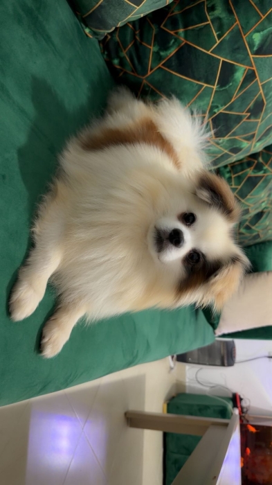 Spitz
