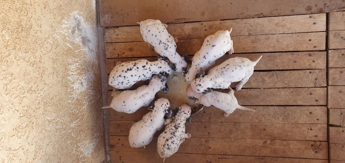 Dalmatien