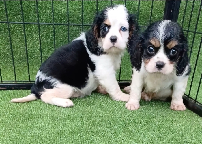 Cavalier king charles