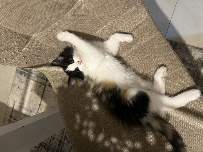 Playful 2-Month-Old Persian Mix Kitten for Sale