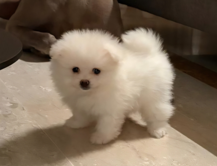 Spitz pomeranien de race