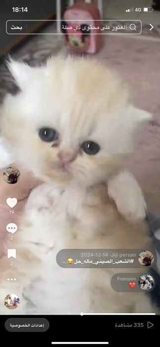 Chatons persan