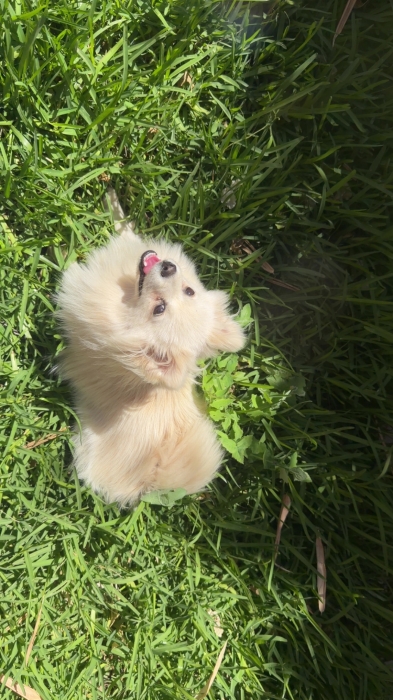 Spitz nain blanc