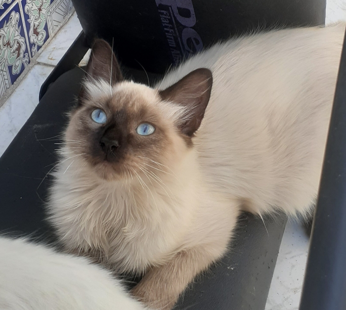 Chat siamois