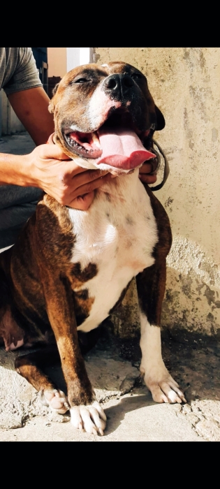 Pitbull