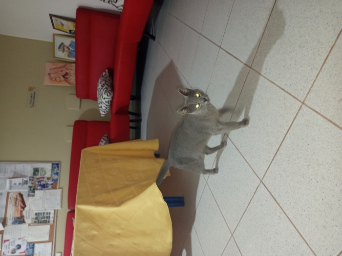 Chat korat