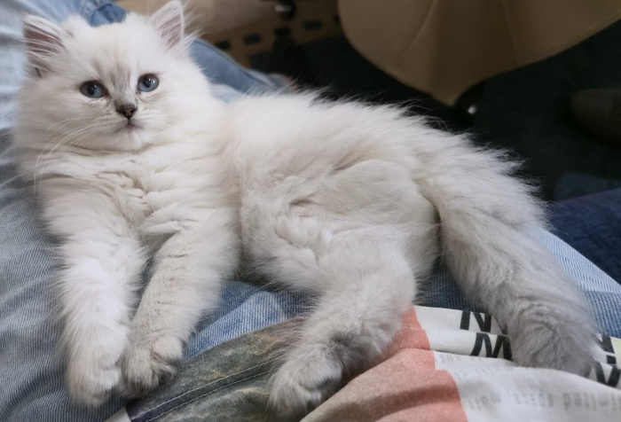 Adorables chatons à vendre