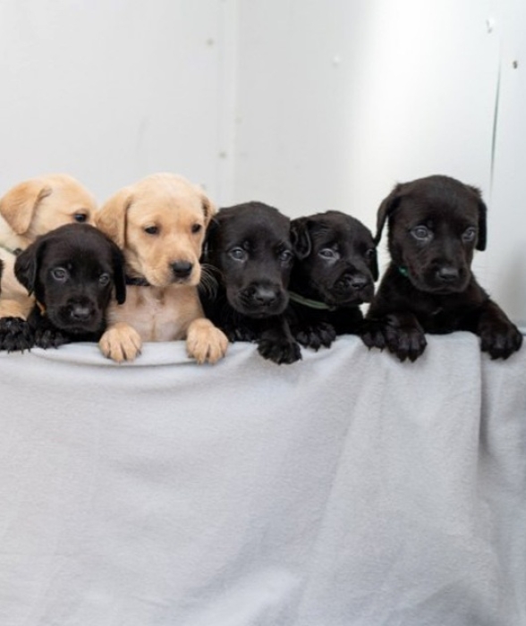 chiots labrador