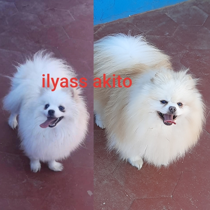 spitz