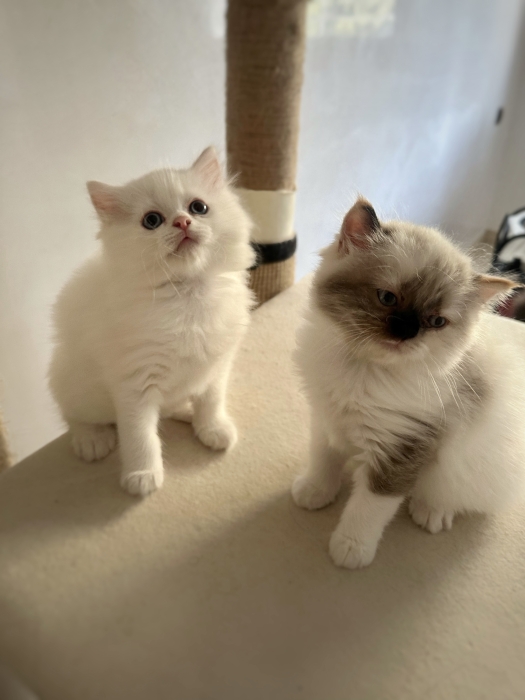 Ragdoll Cream point pure race