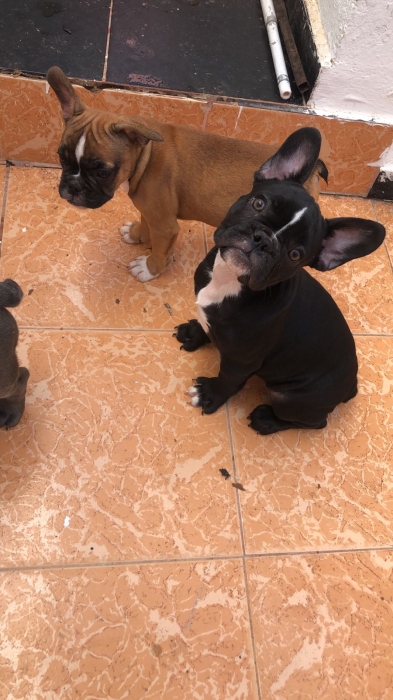 Bulldog français