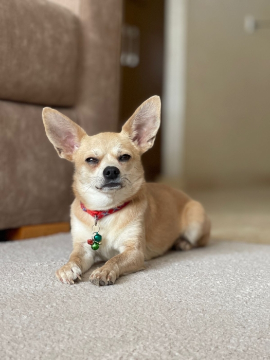 chihuahua femelle