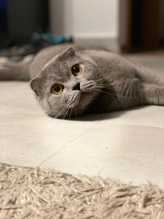 Scottish Fold à poil court, de pure race