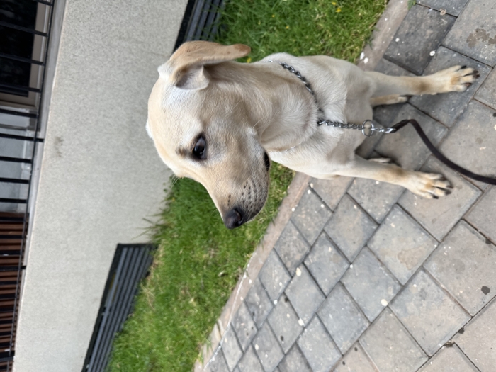 Luffy labrador sable de 8mois