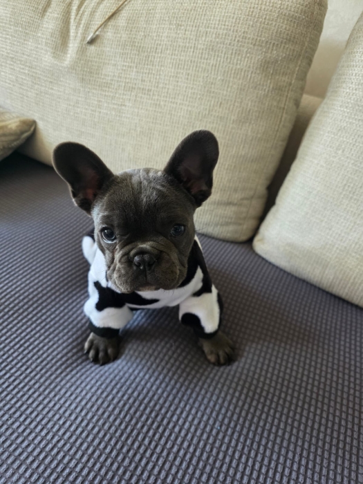 Bulldog français