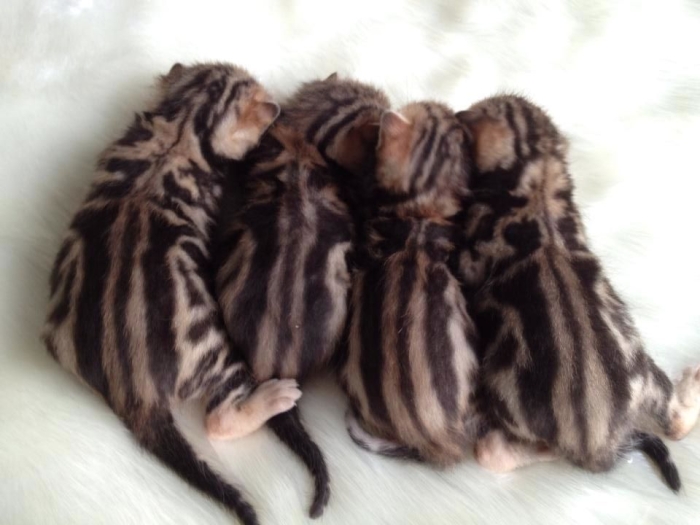 Bebe chat Bengale