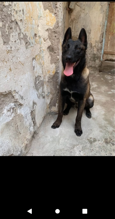 Malinois
