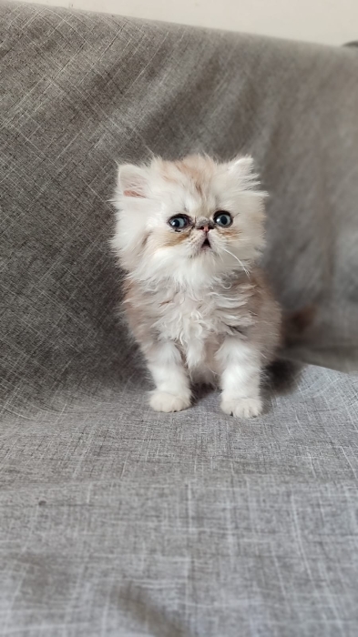 Mâle persan chinchilla