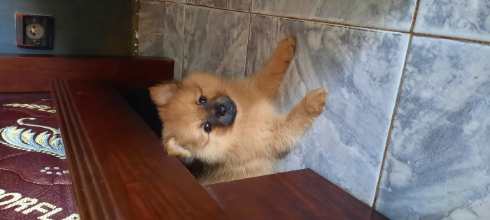 Spitz mâle