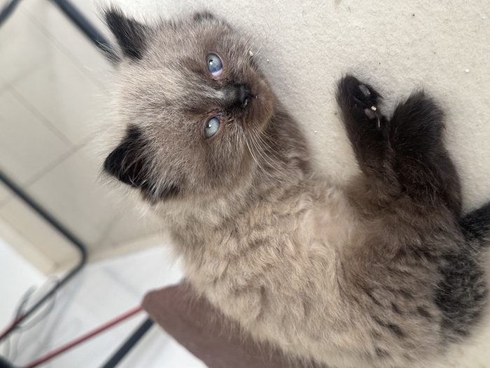 Chatons Ragdoll très affectueux