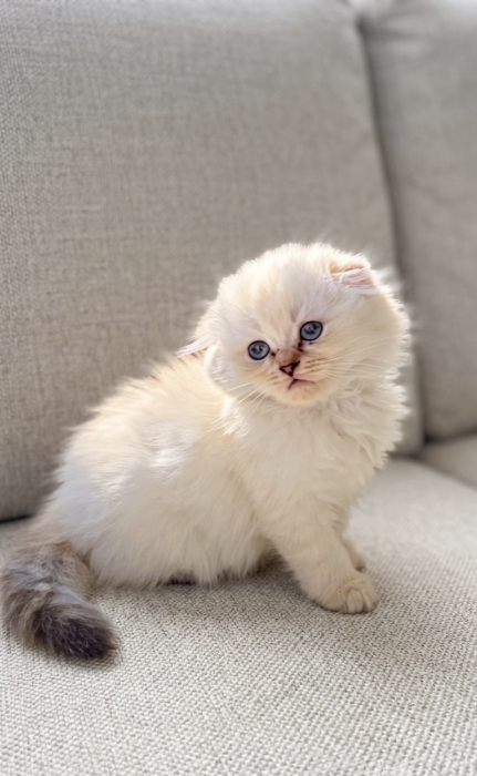 Chaton Scottish fold & British