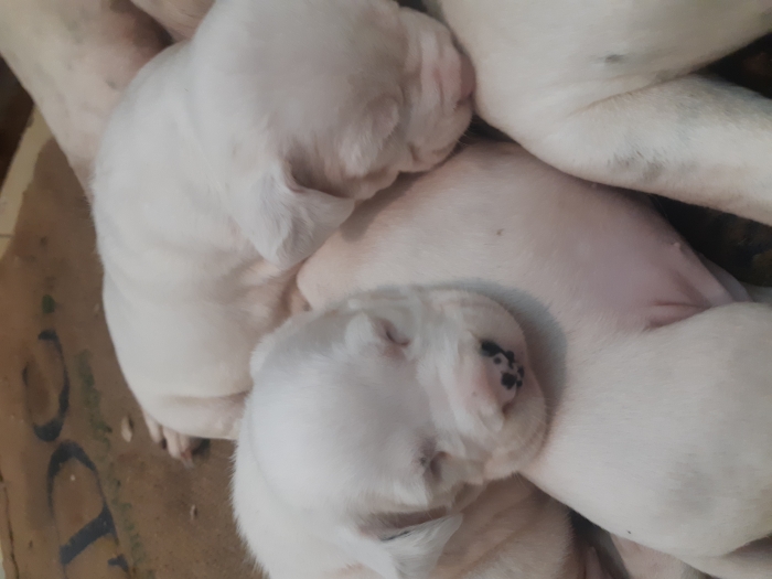 Chiot dog argentin