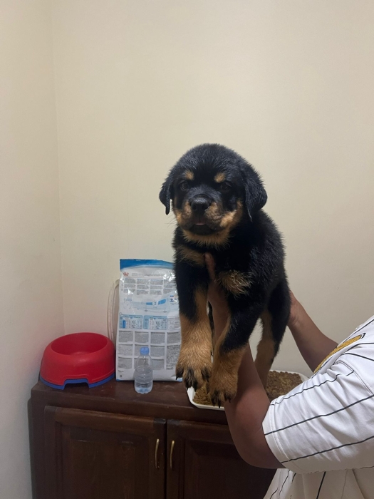 Chiot Rottweiler