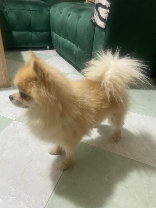 Spitz nain
