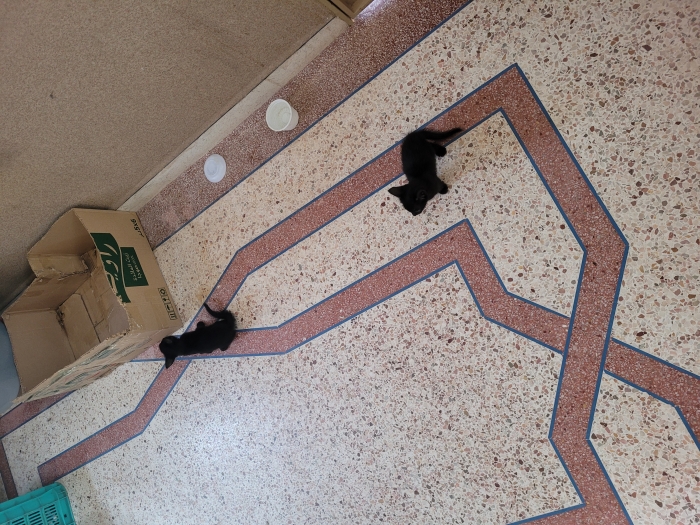 Donne 5 chatons