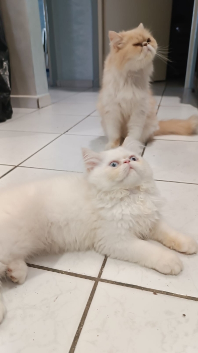 Chaton persan
