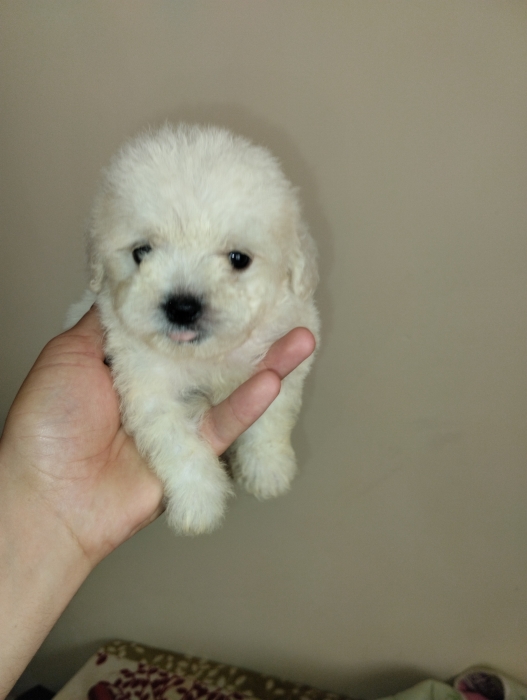 Bichon maltais