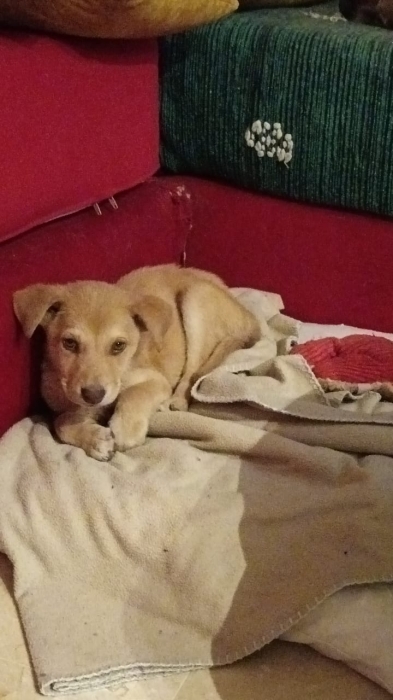 Chiot Beldi Mâle