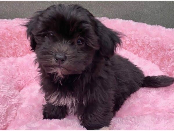 Bichon havanais noir