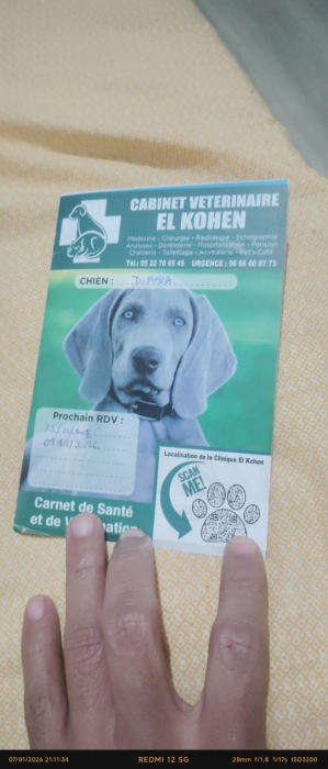 Bichon maltais