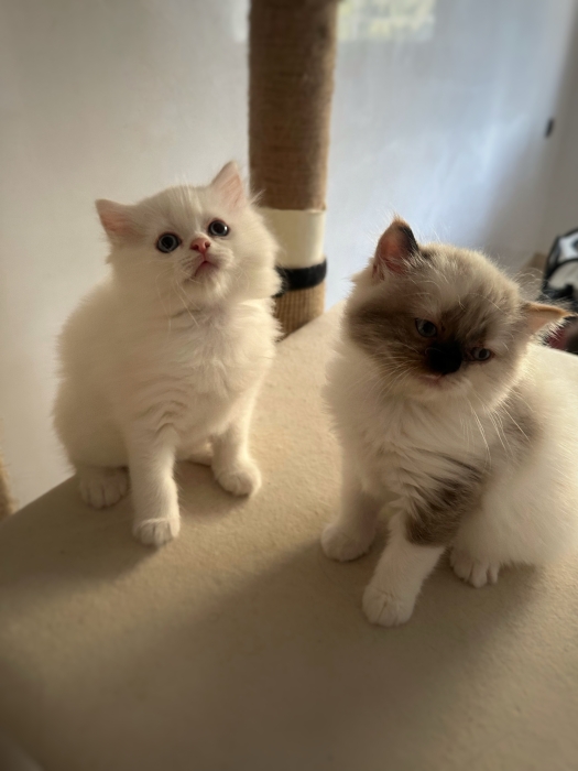 Chatons Ragdoll disponibles Pure race