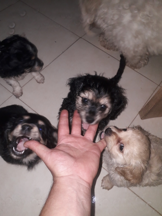 Bichon maltais havanais