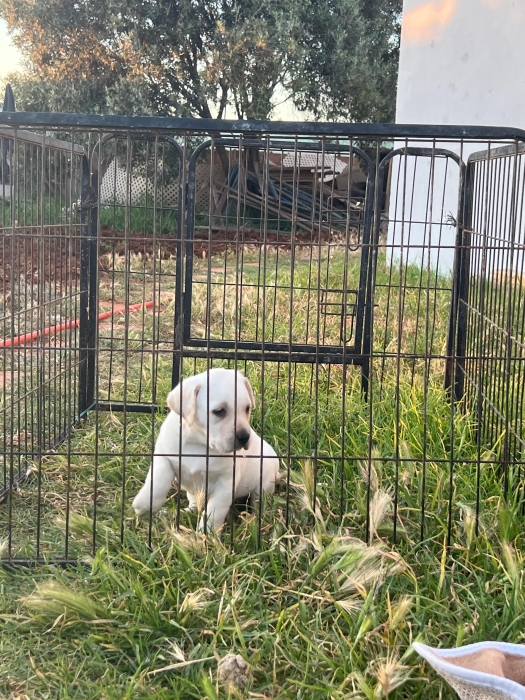 Labrador ✨