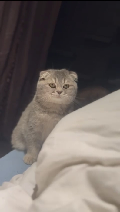Chat schottish straight
