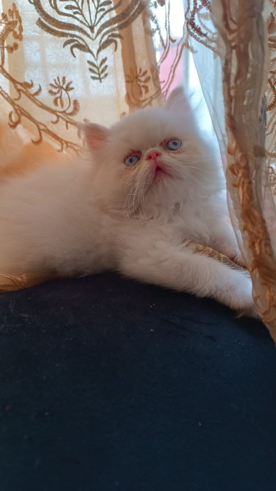 Persan chatton